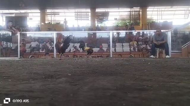 sweater crosses win @ LDB candelaria Quezon