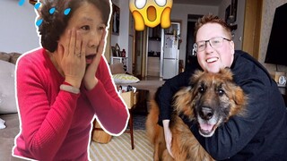 Ibu mertua saya yang orang Tionghoa takut ketika saya mengadopsi anjing Gembala Jerman besar berusia