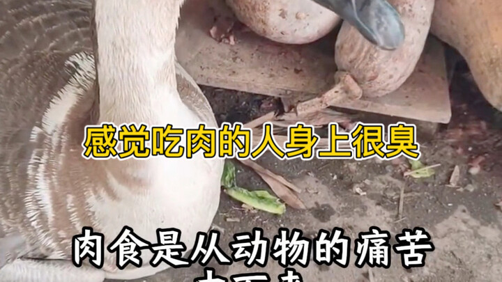 Vegetarian TV: Semakin banyak makan daging, semakin menderita