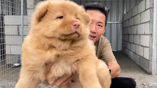 Hari ini saya pergi ke pasar dan bertemu dengan seekor anjing kecil asli yang tampak seperti beruang