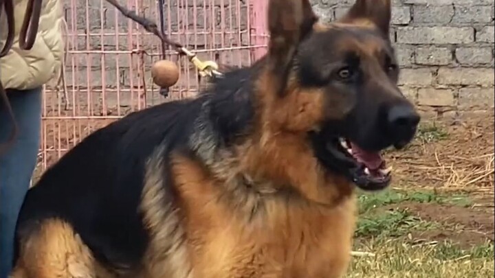 สาวโสดเหมาะจะเลี้ยงสุนัขชนิดไหน?