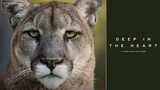 Deep in the Heart A Texas Wildlife Story Full Movie Online   Documentary