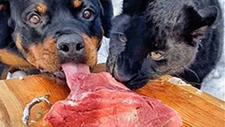 Will the black panther and the dog fight over the meat?