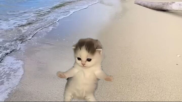 kitten memes