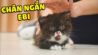 @Oops Banana đã tặng cho mình một bé mèo chân ngắn  | The Happy Pets #66