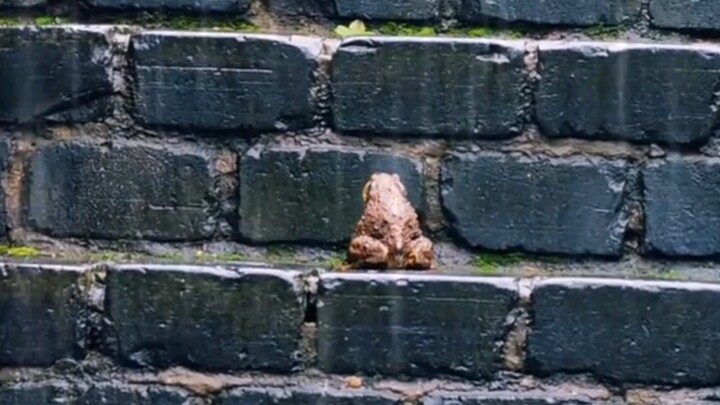 Toad Ascending the Steps