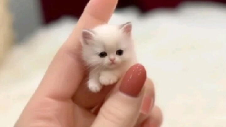 Liệu cả thế giới có đều yêu mến những chú mèo con đáng yêu, thiên thần dễ thương không nhỉ?