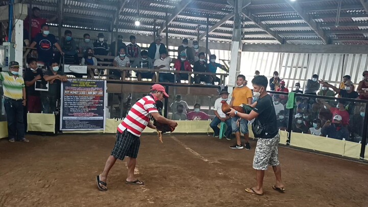 2x Foster unscratch yellow leg kelso😎