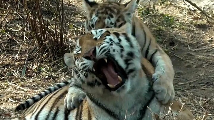 ลูกเสือ: “แม่ไม่ตีหนูมาสามวันแล้ว!”