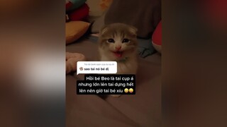 Trả lời  Hồi mới đón về là ổng trông dễ thương vậy nèe 🥺 cat kitten