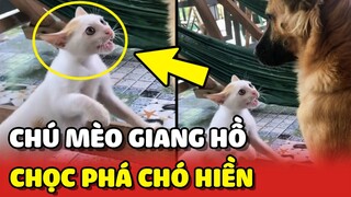 Chú mèo GIANG HỒ chọc phá chú chó HIỀN LÀNH và cái kết té nhục nhã 😂 | Yêu Lu