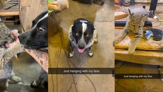 狗狗：你管这叫小猫？我都快吓死了