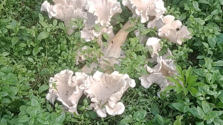 kabote new breat sa quezon