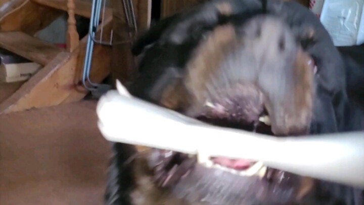 Холодильник манит