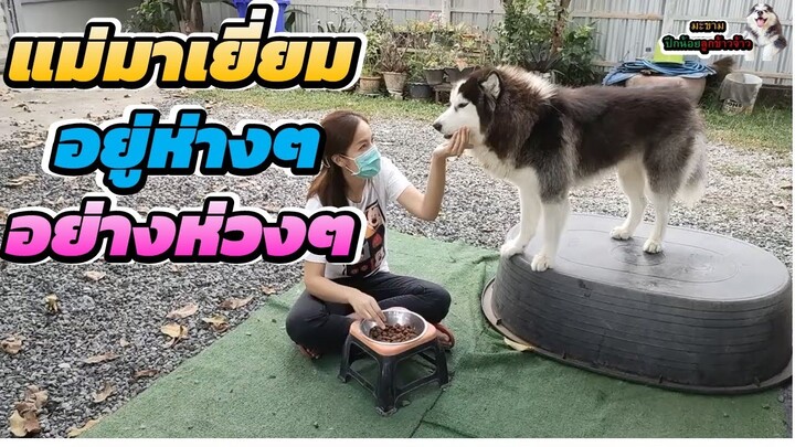 เมื่อแม่ทนคิดถึง 2 แสบ ไม่ไหว เลยต้องแอบมาเยี่ยมแบบห่างๆ | มะขาม ปึกน้อย ลูกข้าวจ้าว EP. 313