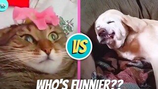 แมว vs สุนัข ใครชนะ