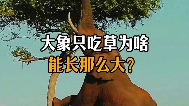 Why can elephants grow so big if they only eat grass?