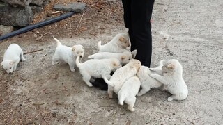 Suddenly a lot of puppies appeared on the roadside