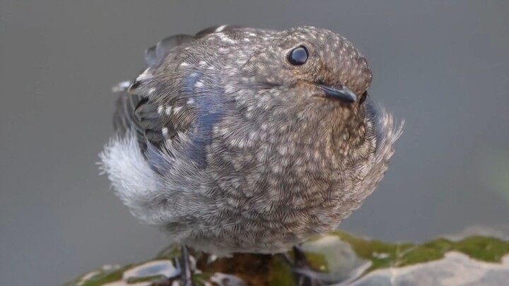 🥰Saluran air megah!! 🥰Pipit air ekor merah!! 🥰Megah! 🥰Saluran air megah!! 🥰Pipit air ekor merah!! 🥰M