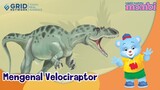 Belajar dan Mengenal Dinosaurus Velociraptor