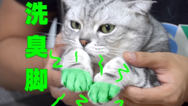 给三只猫洗脚，脚太臭 还喝洗脚水？呕！