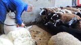 当剪羊毛被围观，绵羊：你们礼貌吗？