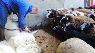 [Animal] When shearing wool, Sheep: Are you polite?