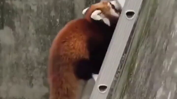 Gấu trúc nhỏ Guguo bò lên cầu thang rồi té nhào mất rồi!