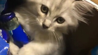 或许它也有什么心事