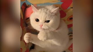 Một quàng thượng yang hồ | MYPET