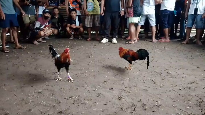 hma raptor sweater win at san vicente palawan