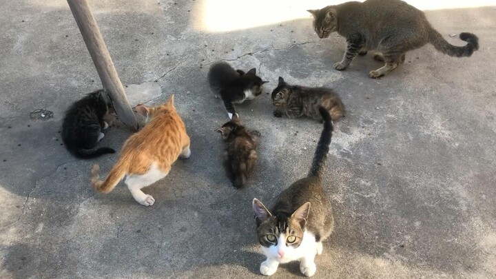 Kucingnya terlalu banyak, jadi cuma bisa diberi makan seperti ayam!