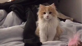 I have zero resistance to gentle things, cats being one of them.
