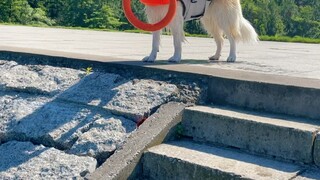 الصيف المنغمس في الماء