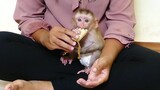 OMG! Baby monkey Maki Very Hungry  eating banana so fast Full pouch Until I want to vomit