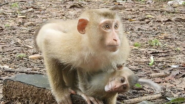 Savanna Trying to Protect Adorable Little Dawn From Lizza !