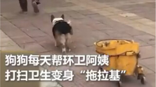 真“拖拉基”，柯基每天帮环卫阿姨捡垃圾、拖垃圾