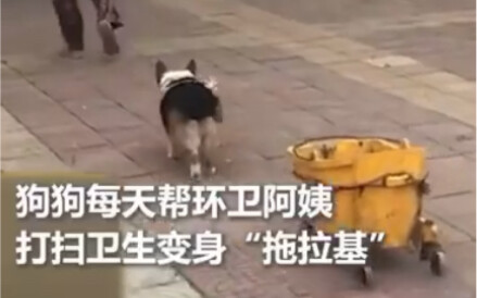A real "lazybones," the corgi helps the sanitation worker pick up and drag trash every day.