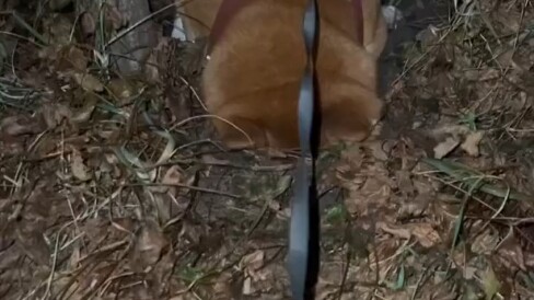 Inilah perbedaan antara pria dan wanita dalam memelihara anjing