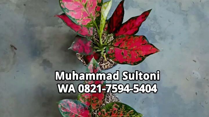 Muhammad SultoniWA 0821-7594-5404