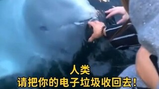 Saya sangat suka menonton video pertemuan manusia dengan makhluk laut, seperti anjing laut yang manj