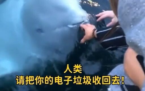 Thật sự rất thích xem video về con người tình cờ gặp gỡ các sinh vật biển, nào là hải cẩu thân thiết