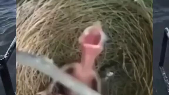 awww