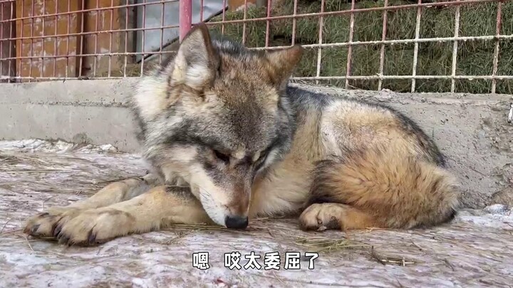 Serigala yang tersakiti: Ayo, manjai aku!