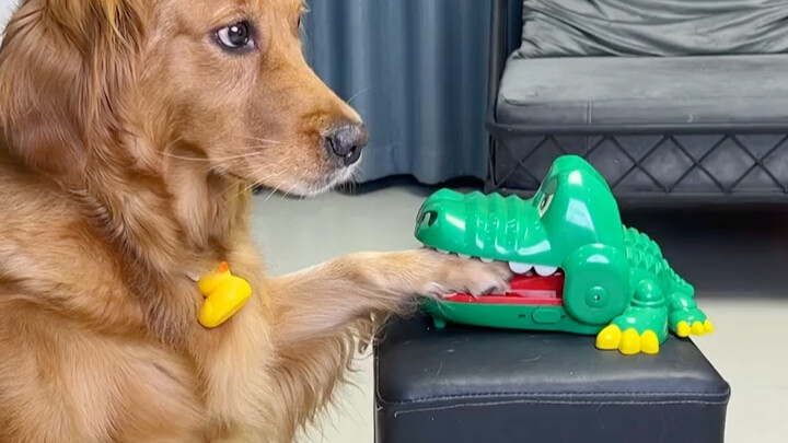 I was really worried for the dog.