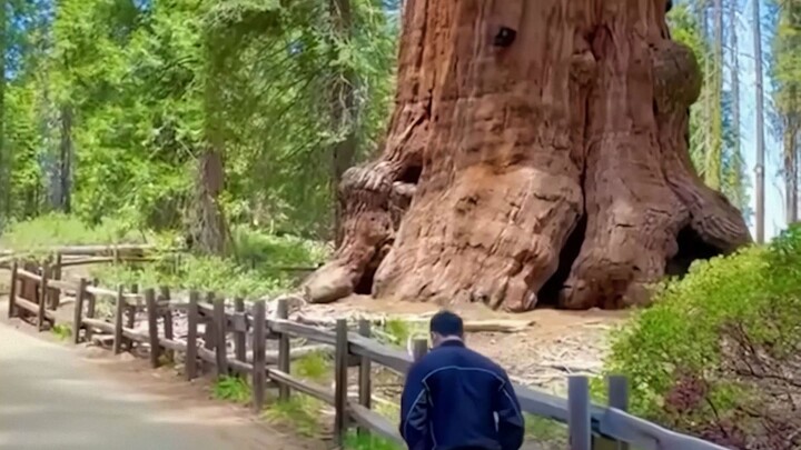 “It’s like reaching the end of the forest”