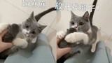 猫：觉得可爱自己去生呀，别动我鹅子！