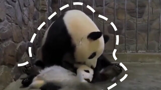 นีนี: ตื่นเต้นจัง ถึงเวลาแลกแอปเปิลอีกแล้วสินะ