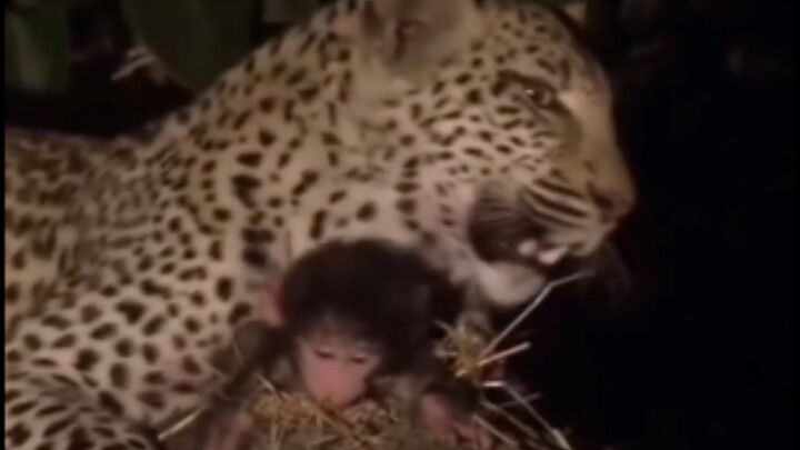 A leopard becomes a “monkey mom,” killing the mother monkey yet raising her baby.