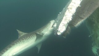 Whale Falls: A Whale Feast on the Tip of the Tongue"